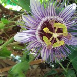 Passion flower in conservatory